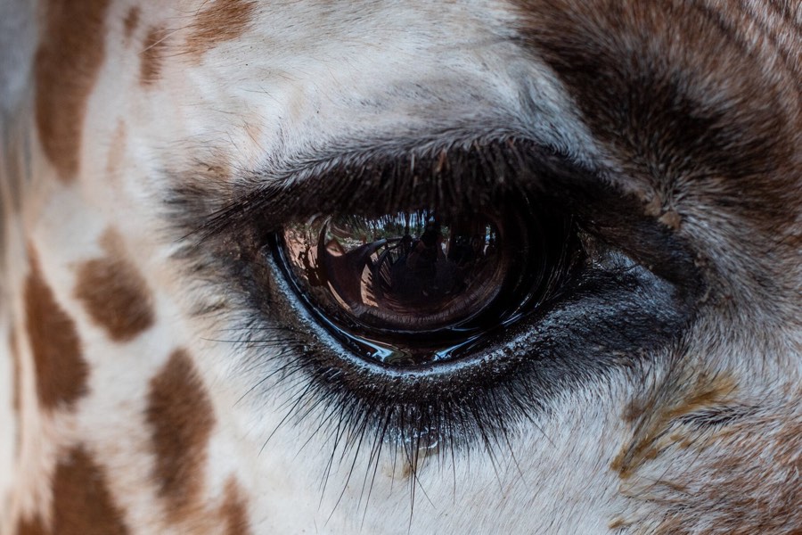 Extreme close-up of a giraffe&rsquo;s eye and lashes