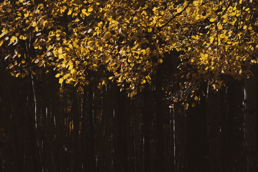 A canopy of golden aspen leaves seen from below